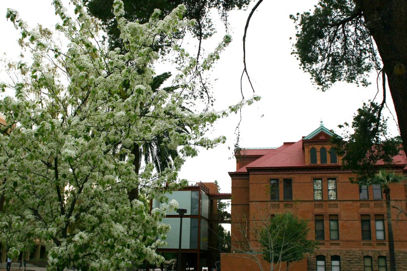 weather-035 Spring Blooms