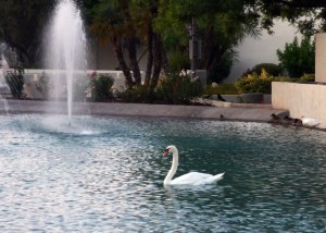 Library Pond near parking garage