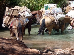 The horses loaded down and crossing the stream