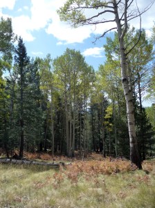 looking_into_a_clearing No more ferns & grass, but lots of color