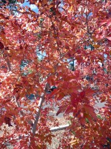 orange_bush Very orange bush