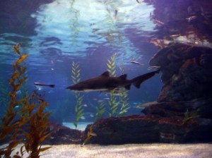 busan_aquarium_shark2