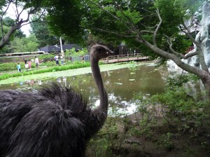 ostrich2
