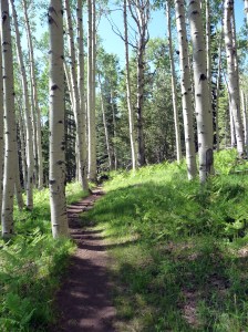 family_path_through_the_woods