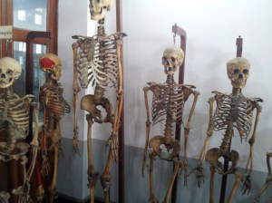 adult skeletons