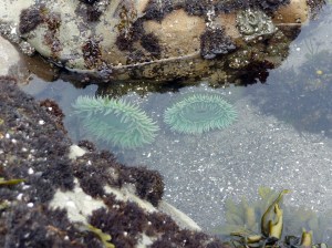 anenomes