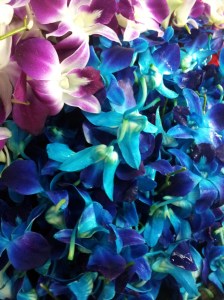 close up of orchids
