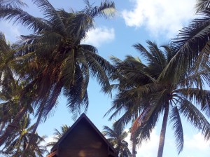 coconut trees used to seem exotic