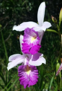 extreme close up of ground orchid