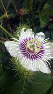 lam lam one seventy six