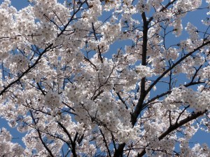 looking_up_at_blossoms