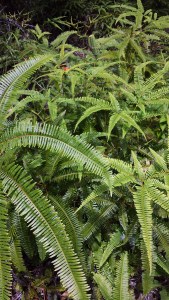 love these crispy ferns