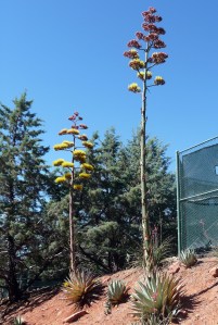 sedona_agave