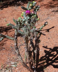 sedona_cholla