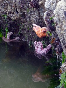 star_fish_hanging_out