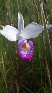 wild orchid