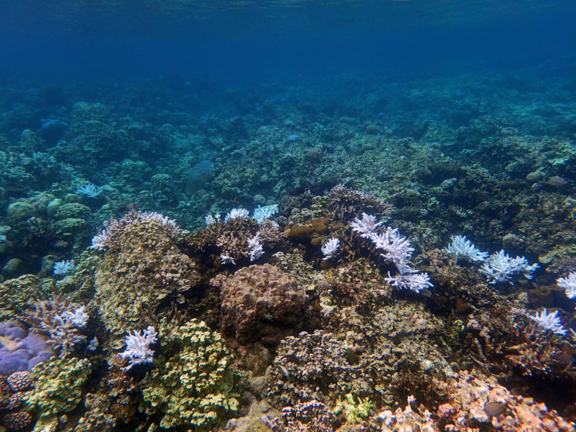 Gab Gab August 22nd, 2017