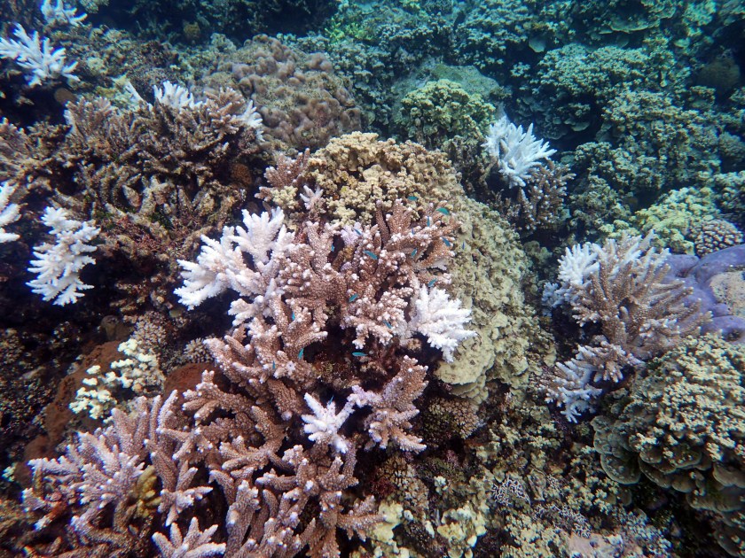 Gab Gab August 22nd, 2017