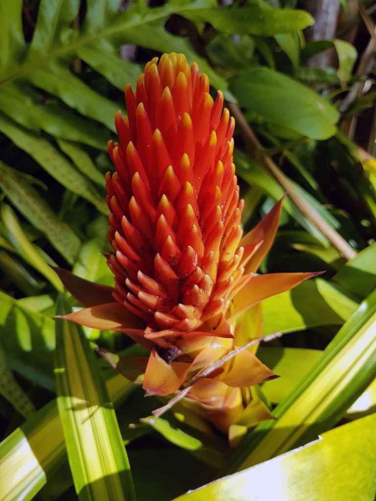 weird red plant thing