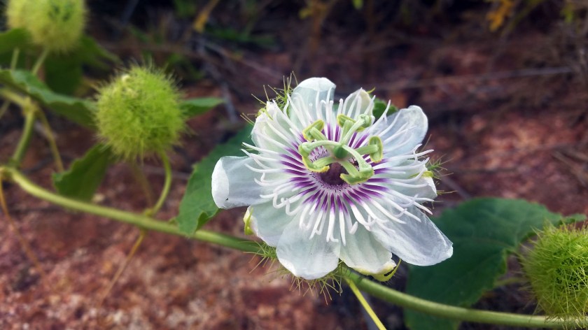 passion flower