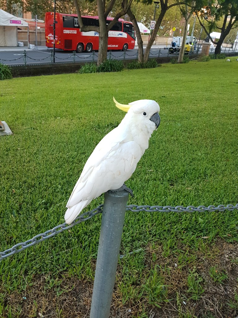 cockatoo