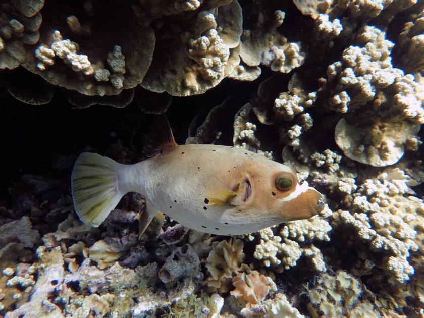 Masked Puffer by Jenifer DeLemont