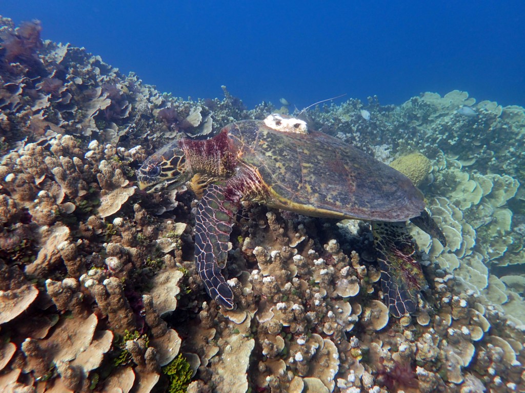 Hawksbill sea turtle by Jenifer DeLemont