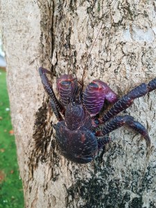 coconut crab