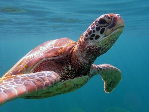 Green Sea Turtle