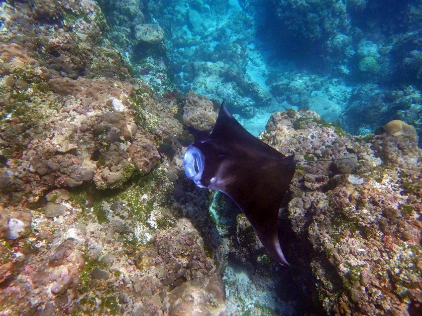 Manta Ray by Jenifer DeLemont