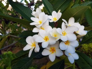 plumeria