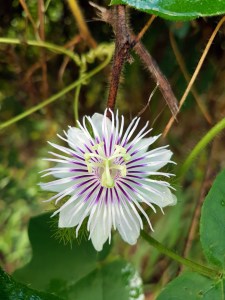 Passion Flower
