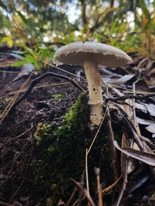 cool mushroom.jpg