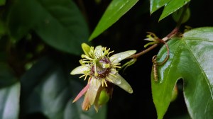 passion flower.jpg