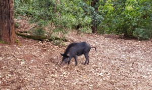 pig on trail.jpg