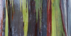 rainbow eucaplyptus.jpg