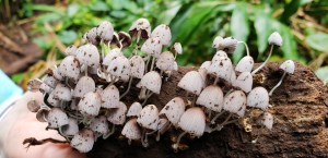 tiny mushrooms.jpg