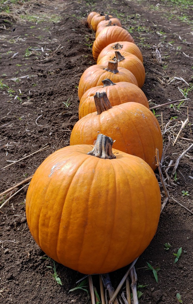 pumpkin line