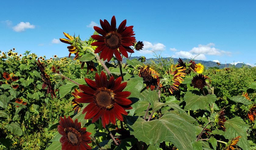 red sunflowers