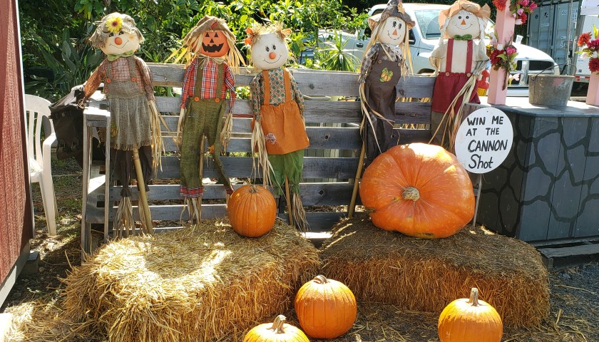 scare crows and pumpkins