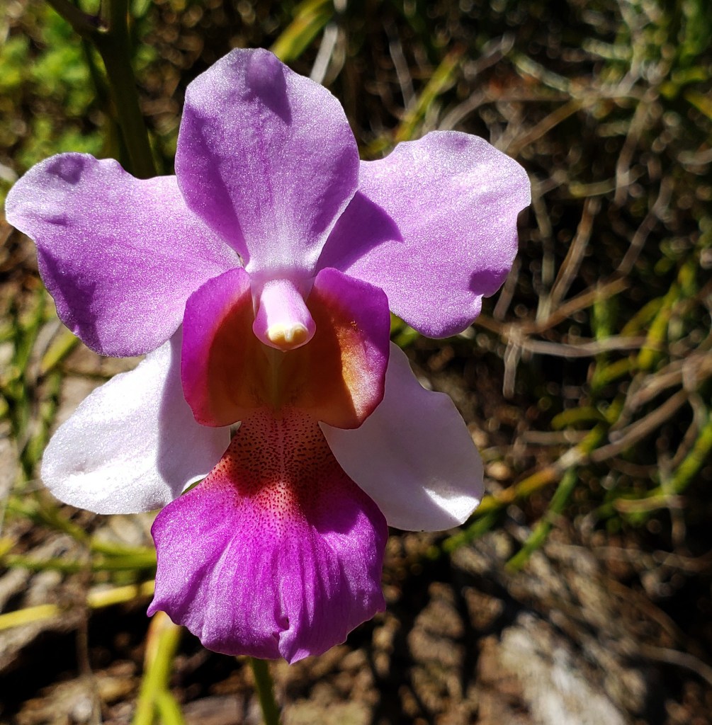 square picture of orchid