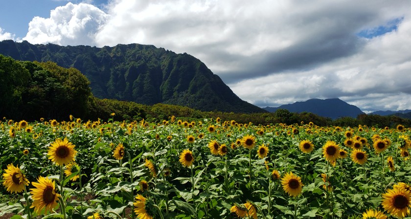 sunflower feild is awesome