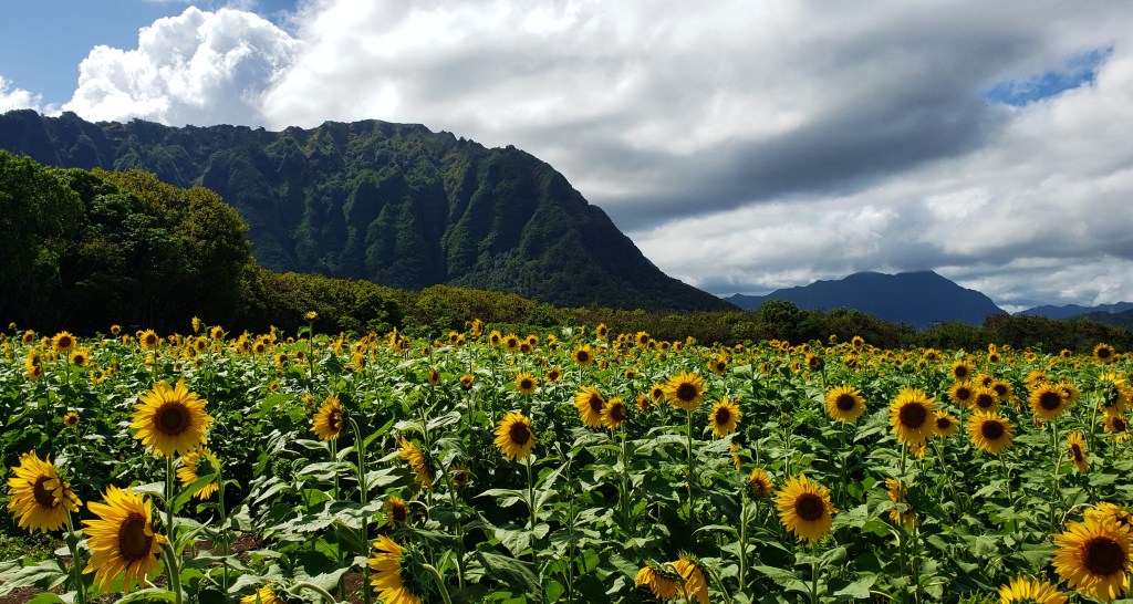 sunflower feild is awesome