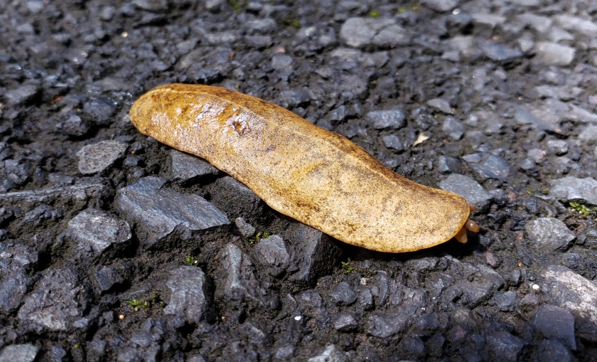 weird flat slug