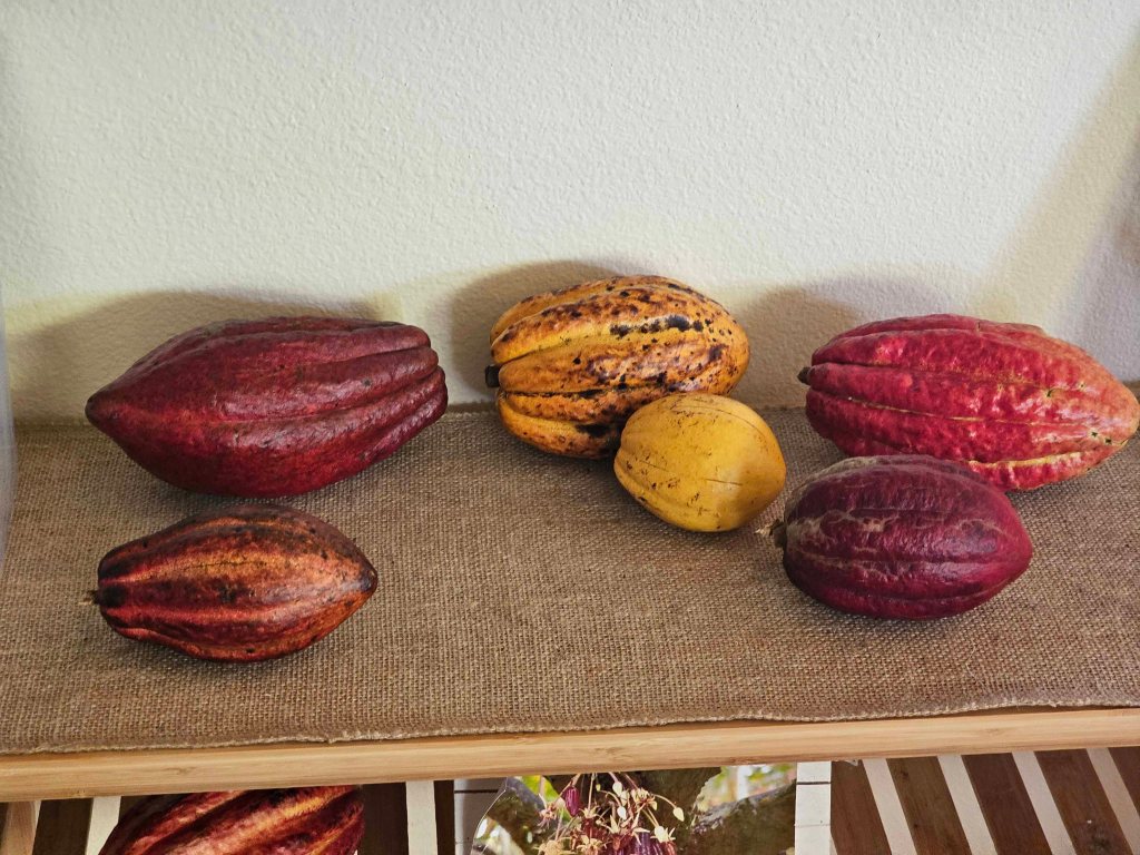 Cacao pods on display at Lavaloha Farm.
